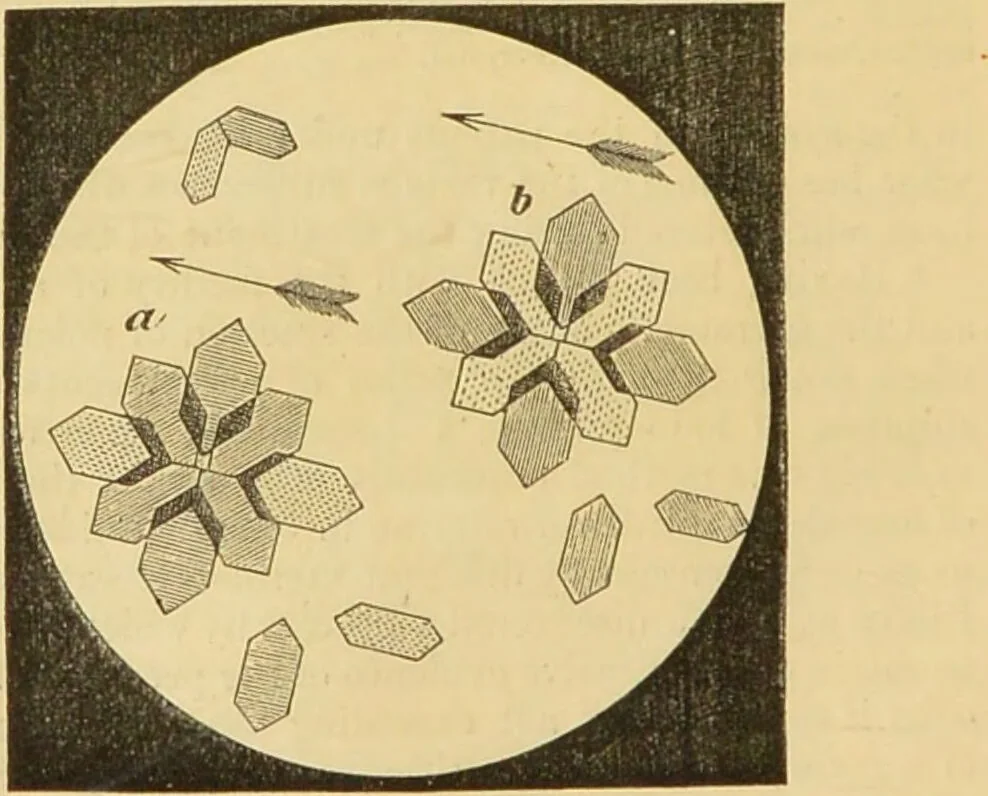 An illustration from The microscope: its history, construction, and application : being a familiar introduction to the use of the instrument and the study of microscopical sciences / by Jabez Hogg., 1869, leaf 175