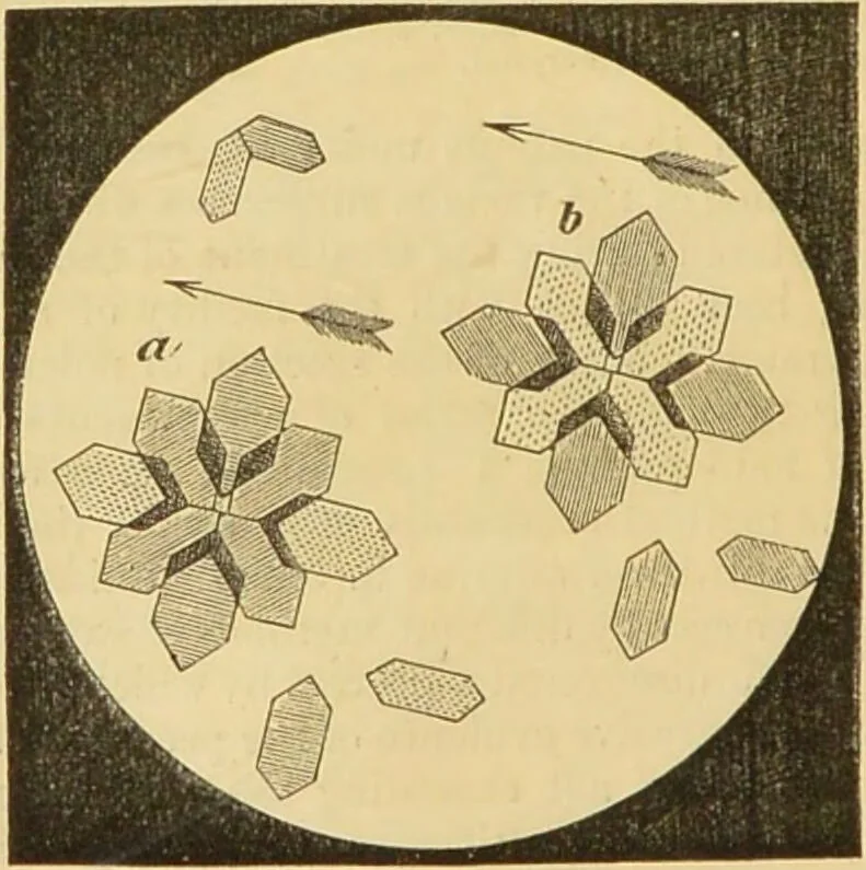 An illustration from The microscope: its history, construction, and application : being a familiar introduction to the use of the instrument and the study of microscopical sciences / by Jabez Hogg., 1869, leaf 175