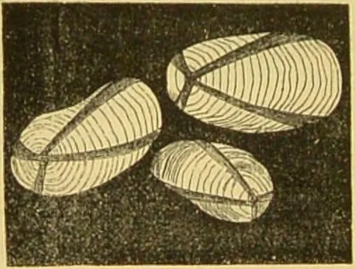 An illustration from The microscope: its history, construction, and application : being a familiar introduction to the use of the instrument and the study of microscopical sciences / by Jabez Hogg., 1869, leaf 179