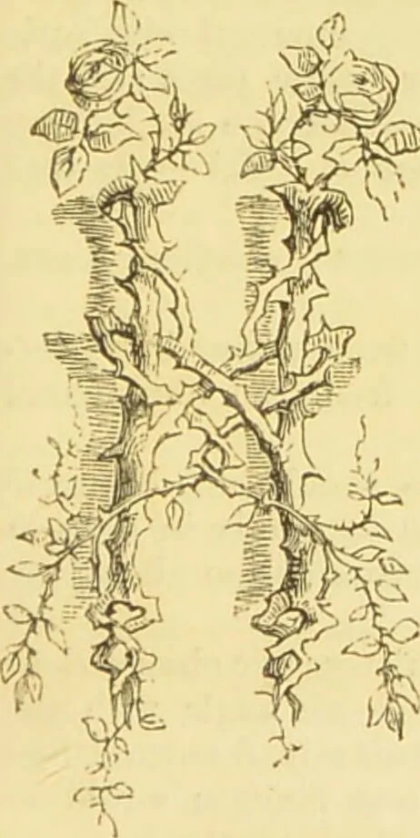 An illustration from The microscope: its history, construction, and application : being a familiar introduction to the use of the instrument and the study of microscopical sciences / by Jabez Hogg., 1869, leaf 184