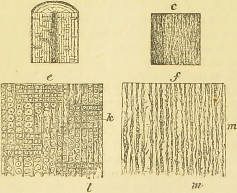 An illustration from The microscope: its history, construction, and application : being a familiar introduction to the use of the instrument and the study of microscopical sciences / by Jabez Hogg., 1869, leaf 232