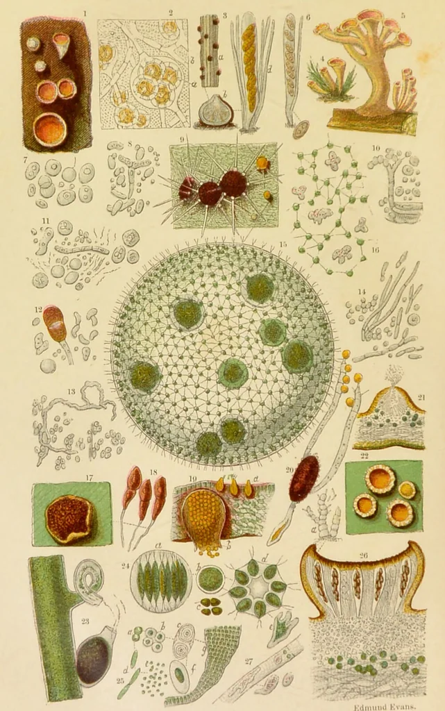 An illustration from The microscope: its history, construction, and application : being a familiar introduction to the use of the instrument and the study of microscopical sciences / by Jabez Hogg., 1869, leaf 281