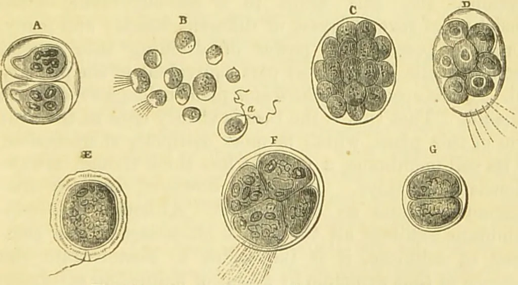 An illustration from The microscope: its history, construction, and application : being a familiar introduction to the use of the instrument and the study of microscopical sciences / by Jabez Hogg., 1869, leaf 286