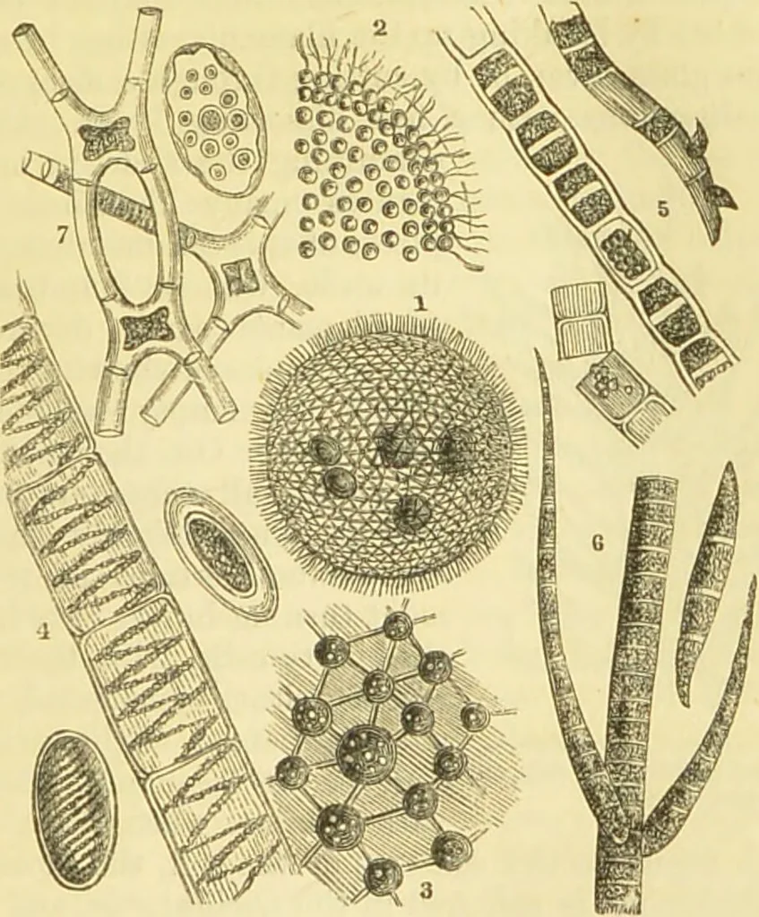 An illustration from The microscope: its history, construction, and application : being a familiar introduction to the use of the instrument and the study of microscopical sciences / by Jabez Hogg., 1869, leaf 294