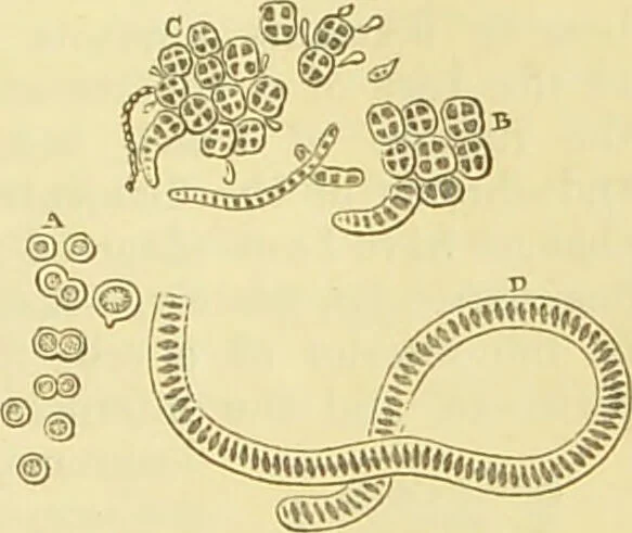 An illustration from The microscope: its history, construction, and application : being a familiar introduction to the use of the instrument and the study of microscopical sciences / by Jabez Hogg., 1869, leaf 298