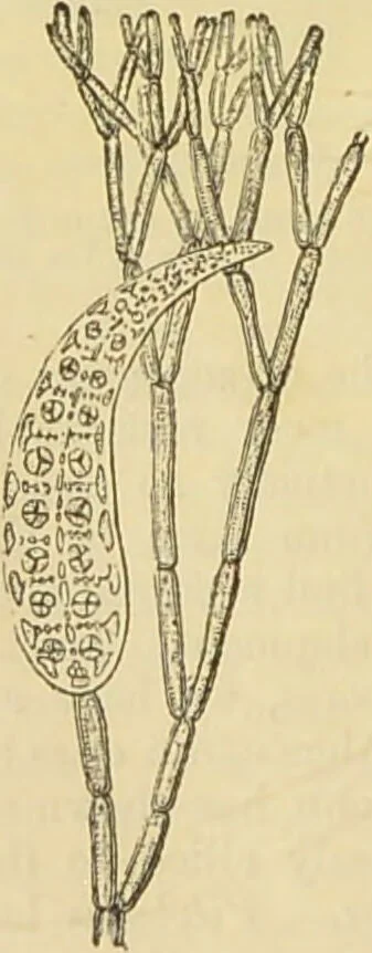 An illustration from The microscope: its history, construction, and application : being a familiar introduction to the use of the instrument and the study of microscopical sciences / by Jabez Hogg., 1869, leaf 299