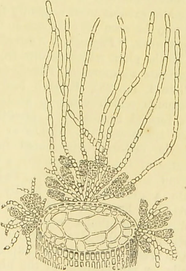 An illustration from The microscope: its history, construction, and application : being a familiar introduction to the use of the instrument and the study of microscopical sciences / by Jabez Hogg., 1869, leaf 300