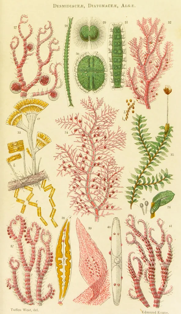 An illustration from The microscope: its history, construction, and application : being a familiar introduction to the use of the instrument and the study of microscopical sciences / by Jabez Hogg., 1869, leaf 302
