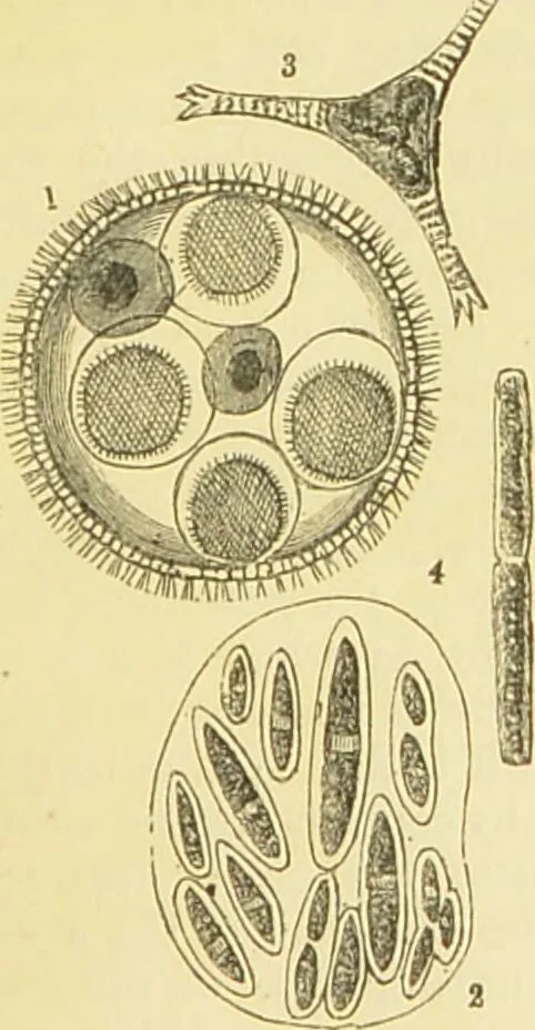 An illustration from The microscope: its history, construction, and application : being a familiar introduction to the use of the instrument and the study of microscopical sciences / by Jabez Hogg., 1869, leaf 304
