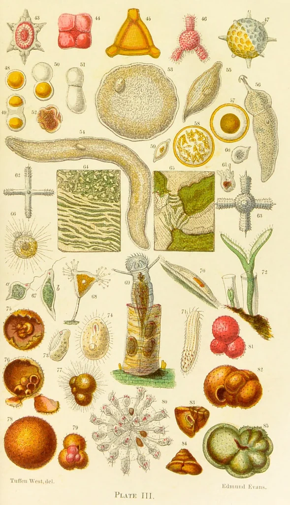 An illustration from The microscope: its history, construction, and application : being a familiar introduction to the use of the instrument and the study of microscopical sciences / by Jabez Hogg., 1869, leaf 306