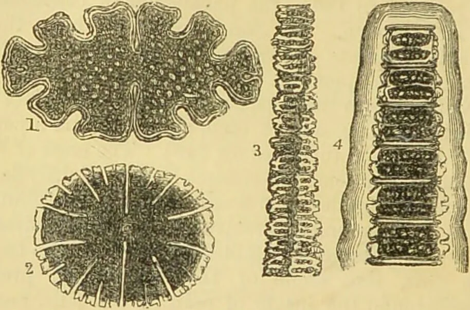 An illustration from The microscope: its history, construction, and application : being a familiar introduction to the use of the instrument and the study of microscopical sciences / by Jabez Hogg., 1869, leaf 311