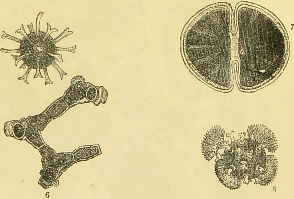An illustration from The microscope: its history, construction, and application : being a familiar introduction to the use of the instrument and the study of microscopical sciences / by Jabez Hogg., 1869, leaf 312