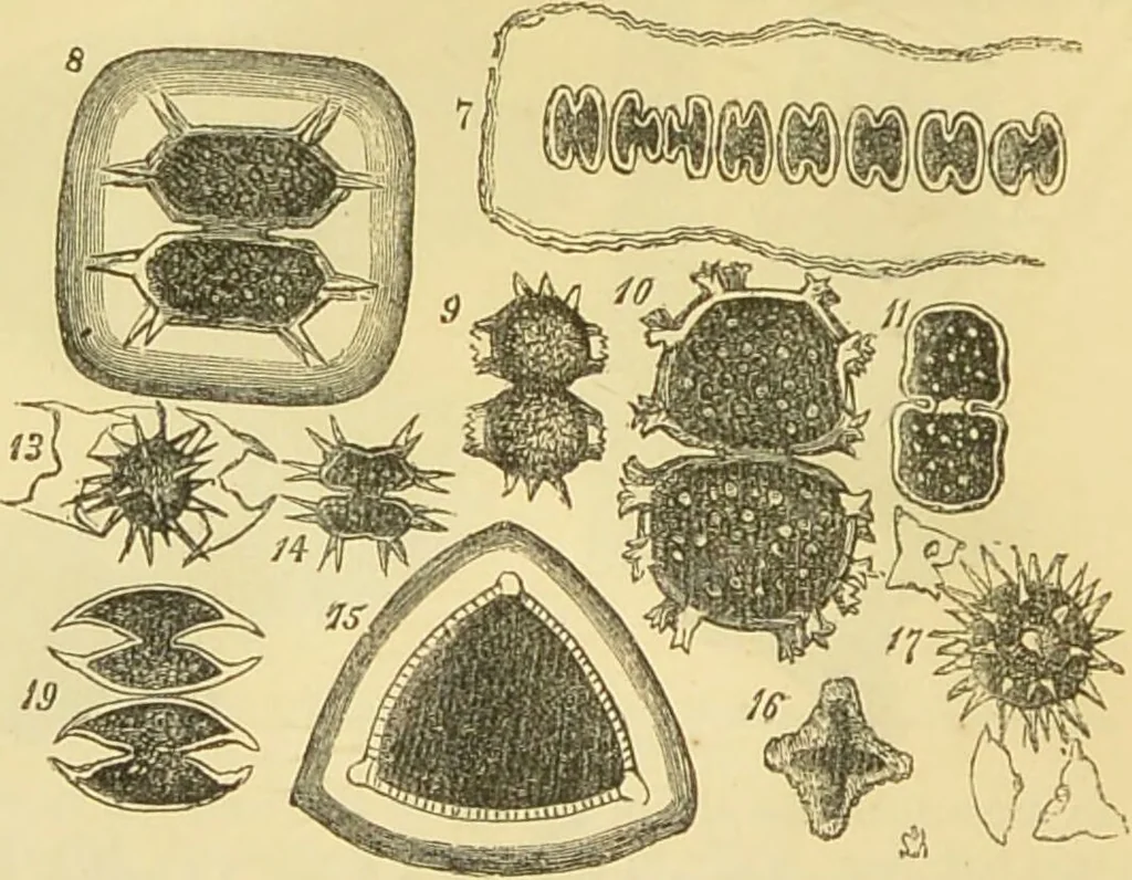 An illustration from The microscope: its history, construction, and application : being a familiar introduction to the use of the instrument and the study of microscopical sciences / by Jabez Hogg., 1869, leaf 313