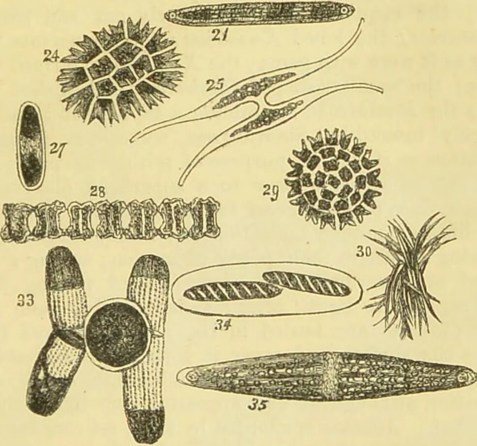 An illustration from The microscope: its history, construction, and application : being a familiar introduction to the use of the instrument and the study of microscopical sciences / by Jabez Hogg., 1869, leaf 314