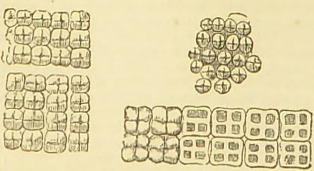 An illustration from The microscope: its history, construction, and application : being a familiar introduction to the use of the instrument and the study of microscopical sciences / by Jabez Hogg., 1869, leaf 326