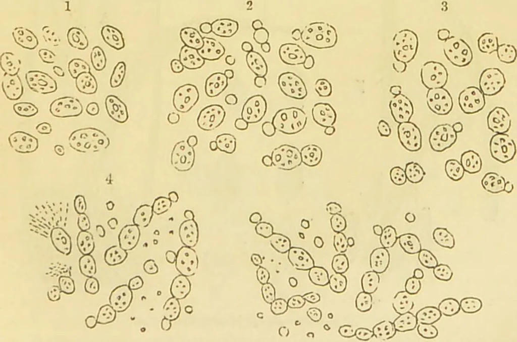 An illustration from The microscope: its history, construction, and application : being a familiar introduction to the use of the instrument and the study of microscopical sciences / by Jabez Hogg., 1869, leaf 330