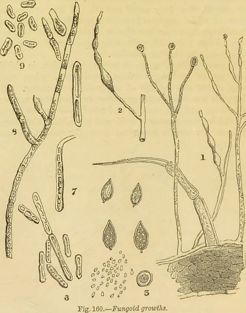 An illustration from The microscope: its history, construction, and application : being a familiar introduction to the use of the instrument and the study of microscopical sciences / by Jabez Hogg., 1869, leaf 331