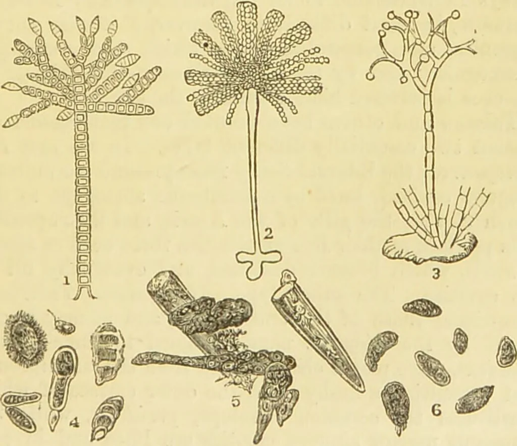 An illustration from The microscope: its history, construction, and application : being a familiar introduction to the use of the instrument and the study of microscopical sciences / by Jabez Hogg., 1869, leaf 332
