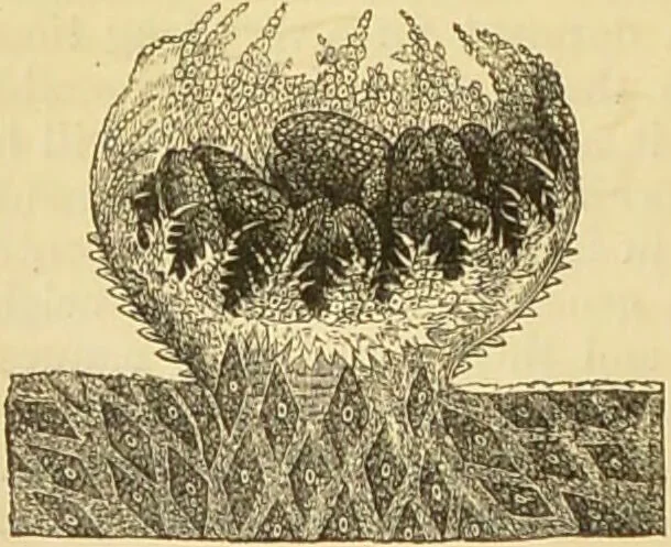 An illustration from The microscope: its history, construction, and application : being a familiar introduction to the use of the instrument and the study of microscopical sciences / by Jabez Hogg., 1869, leaf 339