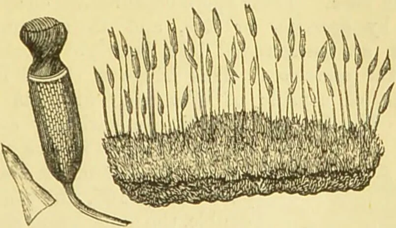 An illustration from The microscope: its history, construction, and application : being a familiar introduction to the use of the instrument and the study of microscopical sciences / by Jabez Hogg., 1869, leaf 340