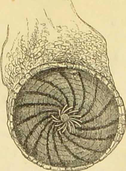 An illustration from The microscope: its history, construction, and application : being a familiar introduction to the use of the instrument and the study of microscopical sciences / by Jabez Hogg., 1869, leaf 340