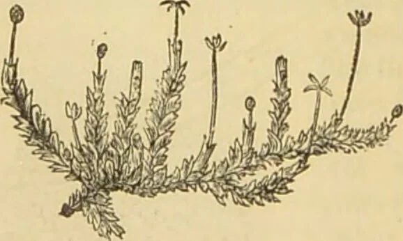 An illustration from The microscope: its history, construction, and application : being a familiar introduction to the use of the instrument and the study of microscopical sciences / by Jabez Hogg., 1869, leaf 341