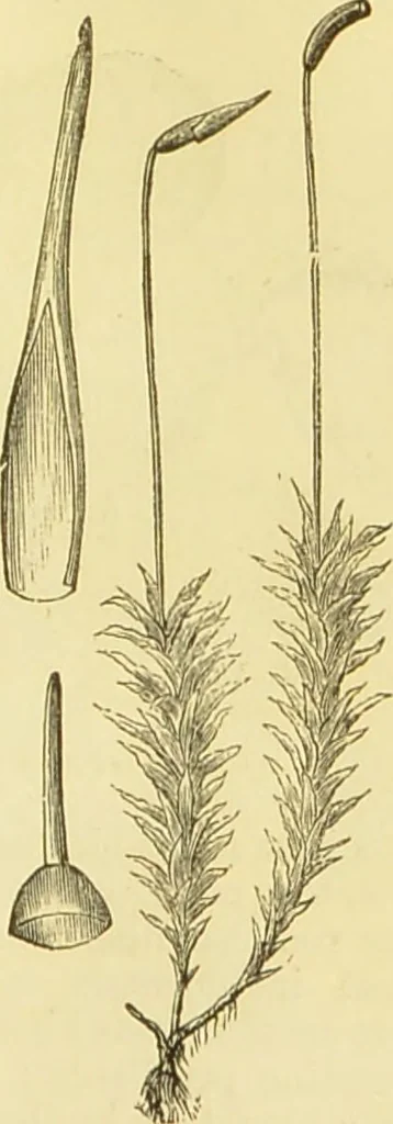 An illustration from The microscope: its history, construction, and application : being a familiar introduction to the use of the instrument and the study of microscopical sciences / by Jabez Hogg., 1869, leaf 342