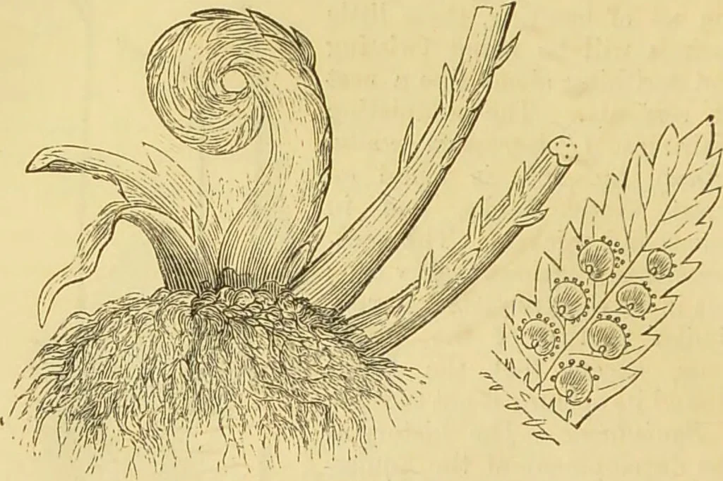 An illustration from The microscope: its history, construction, and application : being a familiar introduction to the use of the instrument and the study of microscopical sciences / by Jabez Hogg., 1869, leaf 343