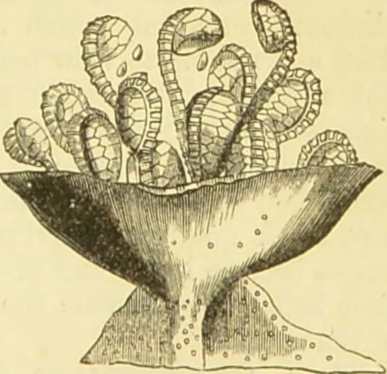 An illustration from The microscope: its history, construction, and application : being a familiar introduction to the use of the instrument and the study of microscopical sciences / by Jabez Hogg., 1869, leaf 344