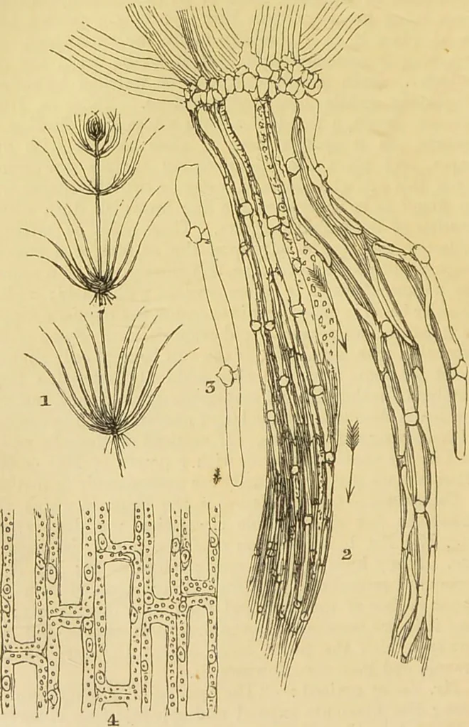 An illustration from The microscope: its history, construction, and application : being a familiar introduction to the use of the instrument and the study of microscopical sciences / by Jabez Hogg., 1869, leaf 347
