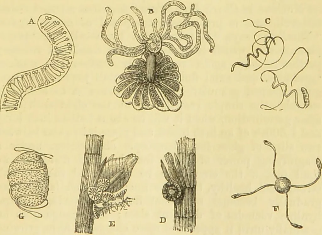 An illustration from The microscope: its history, construction, and application : being a familiar introduction to the use of the instrument and the study of microscopical sciences / by Jabez Hogg., 1869, leaf 348