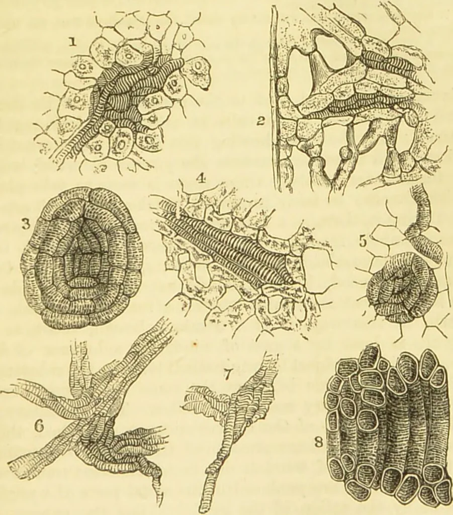 An illustration from The microscope: its history, construction, and application : being a familiar introduction to the use of the instrument and the study of microscopical sciences / by Jabez Hogg., 1869, leaf 358