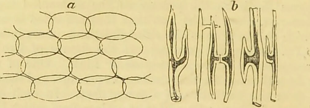 An illustration from The microscope: its history, construction, and application : being a familiar introduction to the use of the instrument and the study of microscopical sciences / by Jabez Hogg., 1869, leaf 363