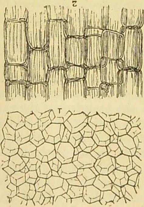 An illustration from The microscope: its history, construction, and application : being a familiar introduction to the use of the instrument and the study of microscopical sciences / by Jabez Hogg., 1869, leaf 363