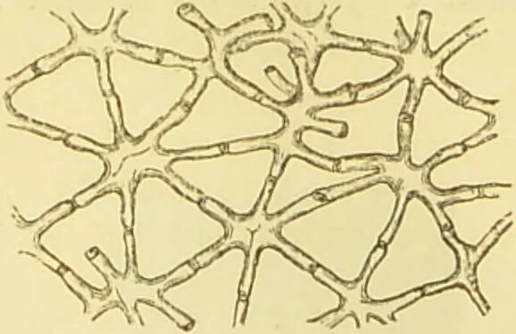 An illustration from The microscope: its history, construction, and application : being a familiar introduction to the use of the instrument and the study of microscopical sciences / by Jabez Hogg., 1869, leaf 364