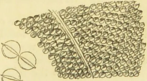 An illustration from The microscope: its history, construction, and application : being a familiar introduction to the use of the instrument and the study of microscopical sciences / by Jabez Hogg., 1869, leaf 364