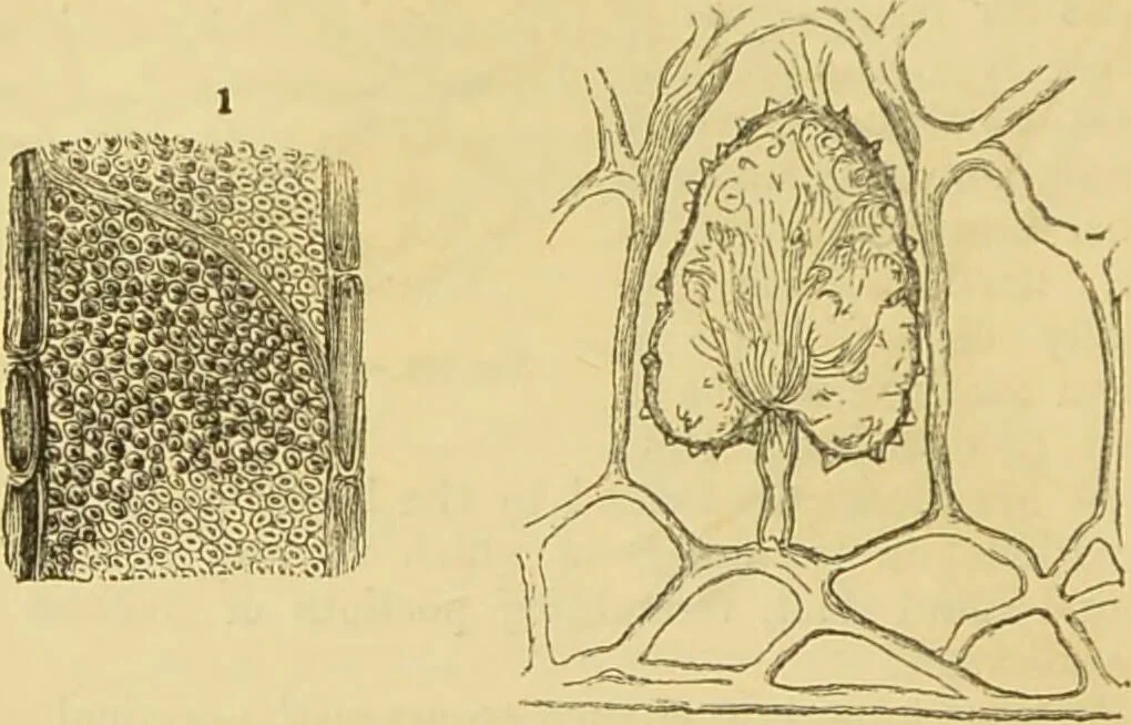 An illustration from The microscope: its history, construction, and application : being a familiar introduction to the use of the instrument and the study of microscopical sciences / by Jabez Hogg., 1869, leaf 365