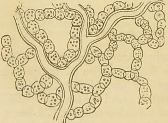 An illustration from The microscope: its history, construction, and application : being a familiar introduction to the use of the instrument and the study of microscopical sciences / by Jabez Hogg., 1869, leaf 365