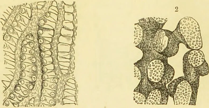 An illustration from The microscope: its history, construction, and application : being a familiar introduction to the use of the instrument and the study of microscopical sciences / by Jabez Hogg., 1869, leaf 366