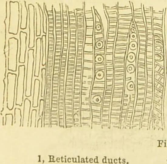 An illustration from The microscope: its history, construction, and application : being a familiar introduction to the use of the instrument and the study of microscopical sciences / by Jabez Hogg., 1869, leaf 366