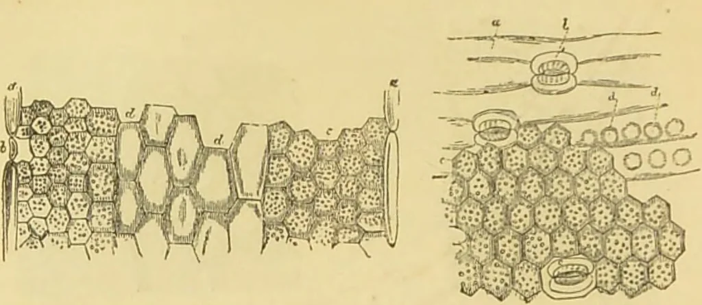 An illustration from The microscope: its history, construction, and application : being a familiar introduction to the use of the instrument and the study of microscopical sciences / by Jabez Hogg., 1869, leaf 367