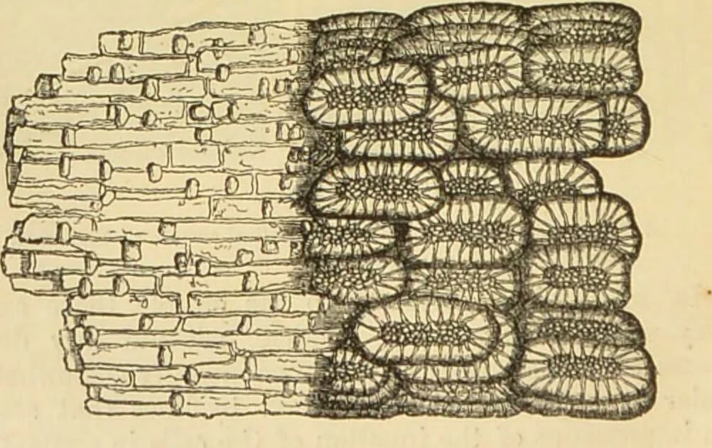 An illustration from The microscope: its history, construction, and application : being a familiar introduction to the use of the instrument and the study of microscopical sciences / by Jabez Hogg., 1869, leaf 367