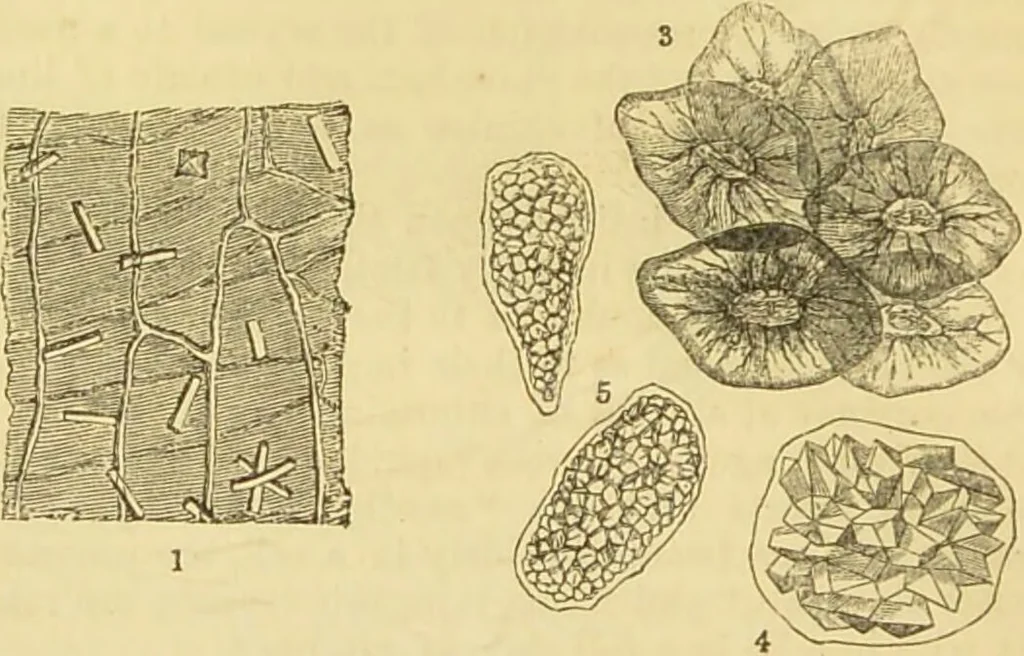 An illustration from The microscope: its history, construction, and application : being a familiar introduction to the use of the instrument and the study of microscopical sciences / by Jabez Hogg., 1869, leaf 369