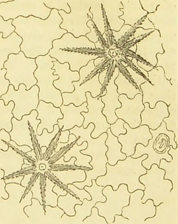 An illustration from The microscope: its history, construction, and application : being a familiar introduction to the use of the instrument and the study of microscopical sciences / by Jabez Hogg., 1869, leaf 370