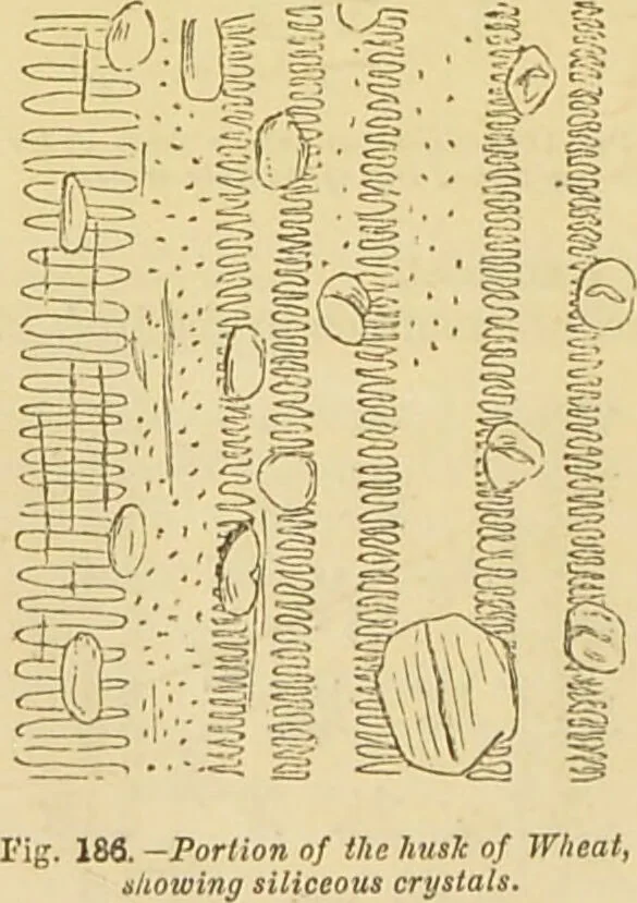An illustration from The microscope: its history, construction, and application : being a familiar introduction to the use of the instrument and the study of microscopical sciences / by Jabez Hogg., 1869, leaf 371