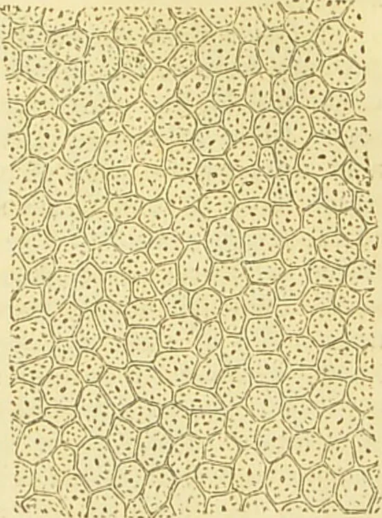 An illustration from The microscope: its history, construction, and application : being a familiar introduction to the use of the instrument and the study of microscopical sciences / by Jabez Hogg., 1869, leaf 372