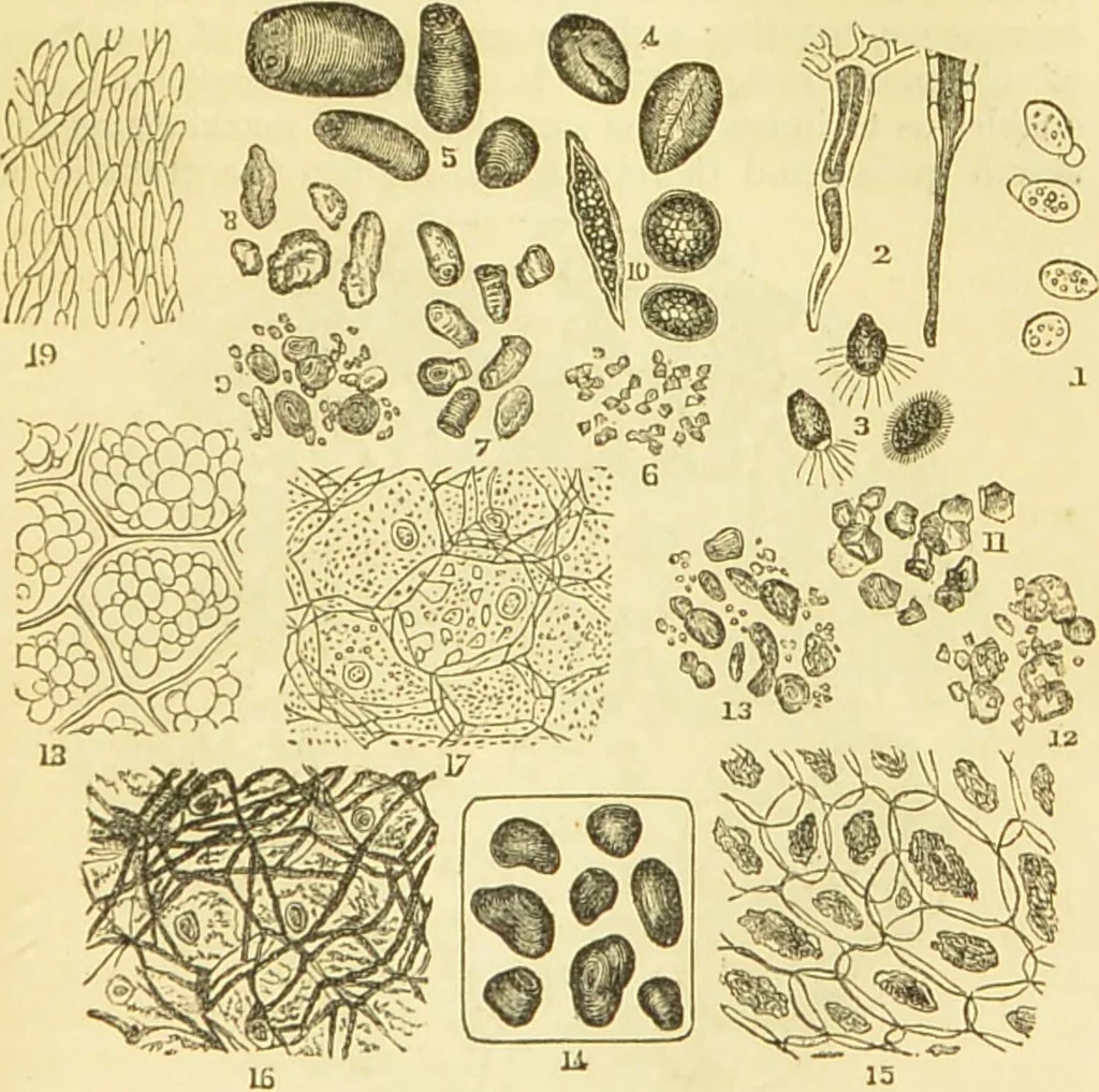 An illustration from The microscope: its history, construction, and application : being a familiar introduction to the use of the instrument and the study of microscopical sciences / by Jabez Hogg., 1869, leaf 374