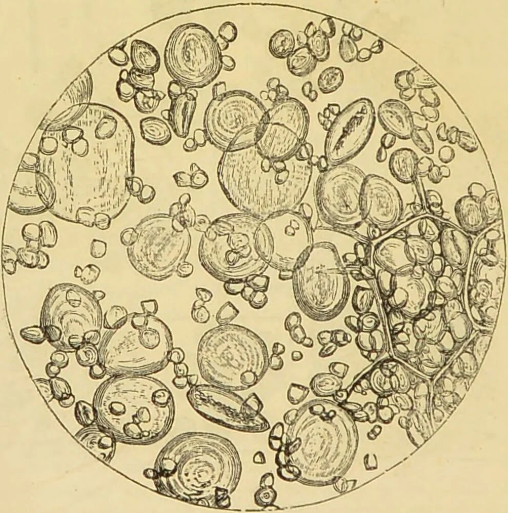 An illustration from The microscope: its history, construction, and application : being a familiar introduction to the use of the instrument and the study of microscopical sciences / by Jabez Hogg., 1869, leaf 375