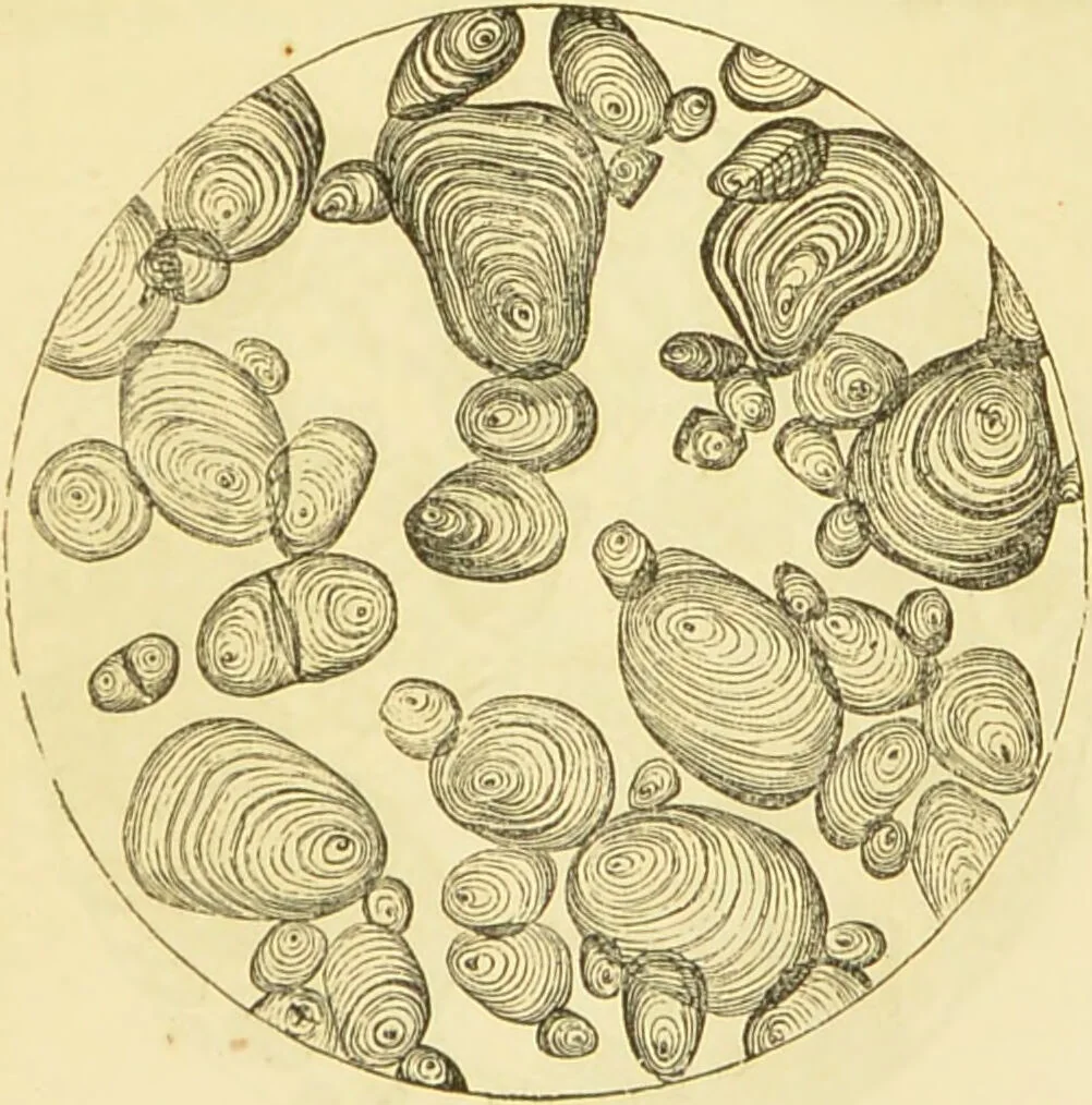 An illustration from The microscope: its history, construction, and application : being a familiar introduction to the use of the instrument and the study of microscopical sciences / by Jabez Hogg., 1869, leaf 376