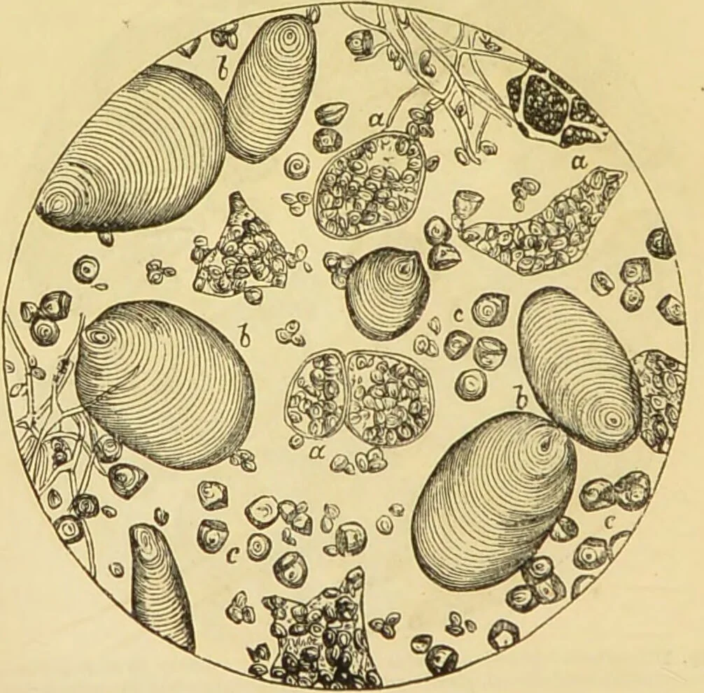 An illustration from The microscope: its history, construction, and application : being a familiar introduction to the use of the instrument and the study of microscopical sciences / by Jabez Hogg., 1869, leaf 377